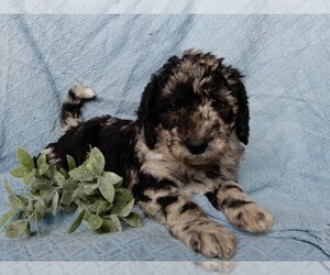 Labradoodle Puppy for sale in FREDERICKSBURG, OH, USA
