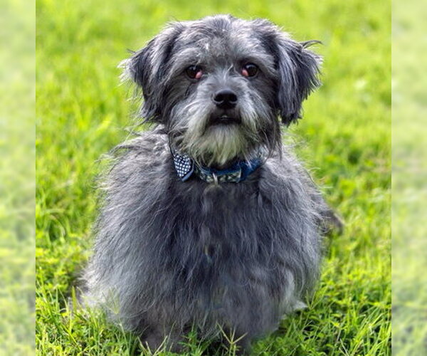Medium Photo #8 Shih Tzu Puppy For Sale in Arlington, VA, USA