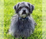 Small #7 Shih Tzu