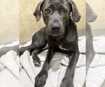 Small Labrador Retriever Mix