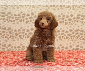Poodle (Miniature) Puppy for sale in DENVER, PA, USA