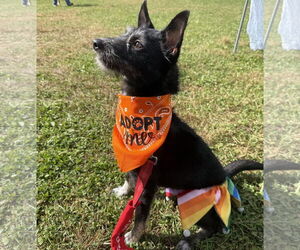 Mutt Dogs for adoption in Brooklyn Center, MN, USA