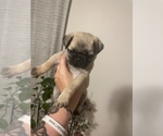 Small Photo #3 Pug Puppy For Sale in LAKE MARY, FL, USA
