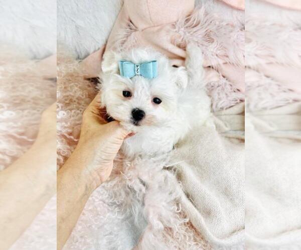 Medium Photo #10 Maltese Puppy For Sale in NAPLES, FL, USA