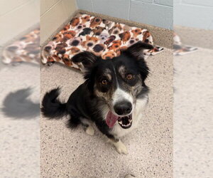 Pyrenees Border Collie Dogs for adoption in Brighton, CO, USA
