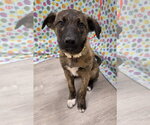 Small #4 Anatolian Shepherd Mix