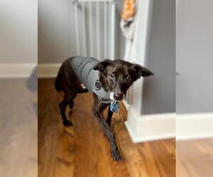 Colonial Cocker Spaniel-Dachshund Mix Dogs for adoption in Oakley, CA, USA