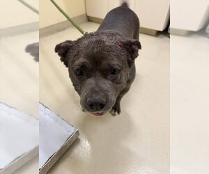 American Staffordshire Terrier-Unknown Mix Dogs for adoption in Fremont, CA, USA