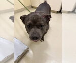 Small American Staffordshire Terrier Mix