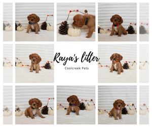 Cavalier King Charles Spaniel Puppy for Sale in MARCELLUS, Michigan USA