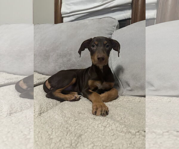 Medium Photo #2 Doberman Pinscher-Unknown Mix Puppy For Sale in Minneaoplis, MN, USA