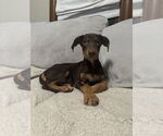 Small #1 Doberman Pinscher Mix