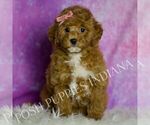 Small #3 Goldendoodle (Miniature)
