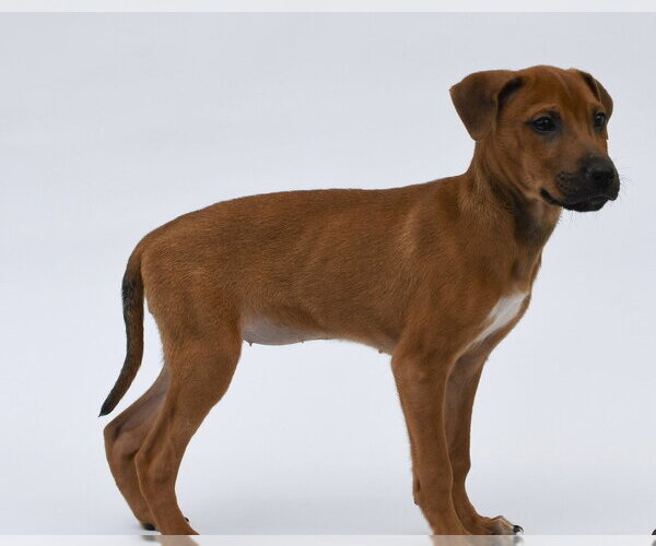 Medium Photo #2 Labrador Retriever-Unknown Mix Puppy For Sale in Lakewood, CO, USA