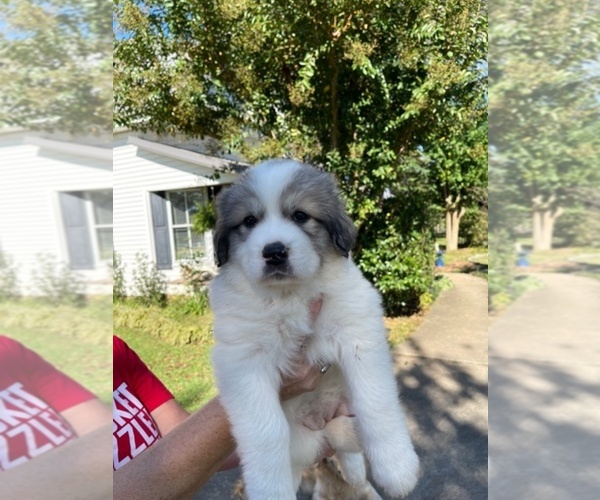 Medium Photo #1 Great Pyrenees Puppy For Sale in PICKENS, SC, USA