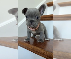 French Bulldog Puppy for sale in METUCHEN, NJ, USA