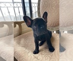 Small Photo #21 French Bulldog Puppy For Sale in CHULA VISTA, CA, USA