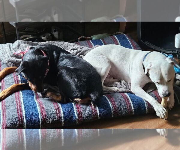 Medium Photo #4 Rottweiler Puppy For Sale in Hillsboro, NH, USA