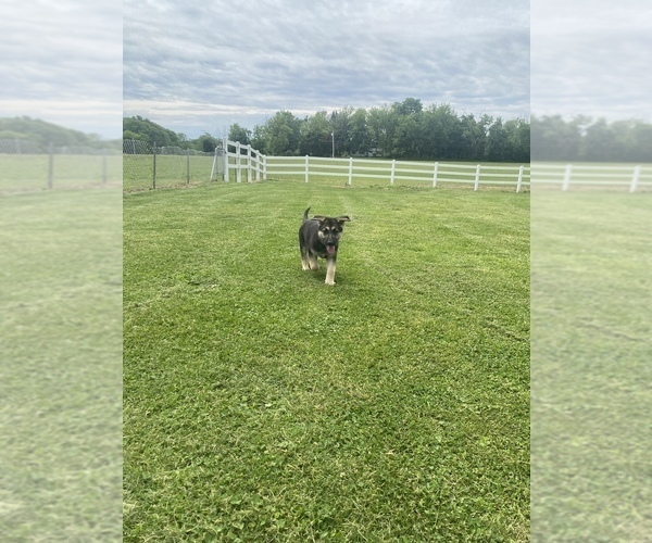 Medium Photo #15 German Shepherd Dog Puppy For Sale in SPRINGFIELD, IL, USA