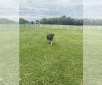 Small #14 German Shepherd Dog