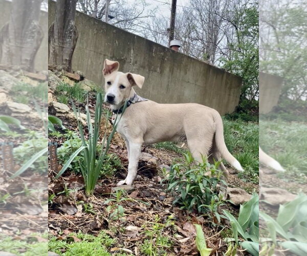 Medium Photo #7 Mutt Puppy For Sale in Hillsboro, MO, USA