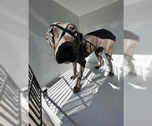 Mutt Dogs for adoption in Houston, TX, USA