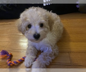 Maltipoo Puppy for sale in BRIGHTON, MI, USA