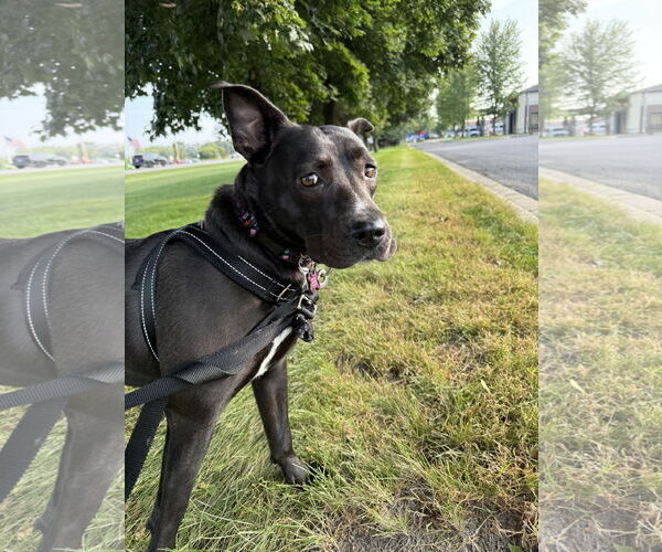 Medium Photo #2 American Pit Bull Terrier-Labrador Retriever Mix Puppy For Sale in Princeton, MN, USA
