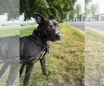 Small #1 American Pit Bull Terrier-Labrador Retriever Mix