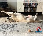 Small #21 Great Dane-Labrador Retriever Mix
