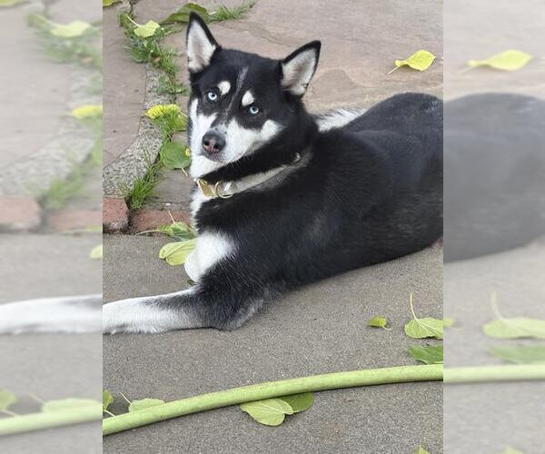 Medium Photo #1 Siberian Husky Puppy For Sale in Sacramento, CA, USA