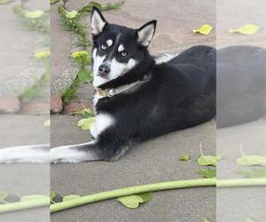 Siberian Husky Dogs for adoption in Sacramento, CA, USA