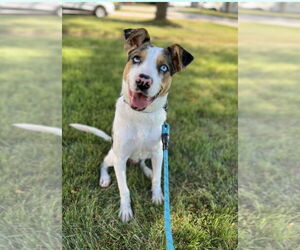 Mutt Dogs for adoption in Foristell, MO, USA