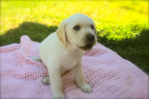 Medium Photo #1 Labrador Retriever Puppy For Sale in GLEN SAINT MARY, FL, USA