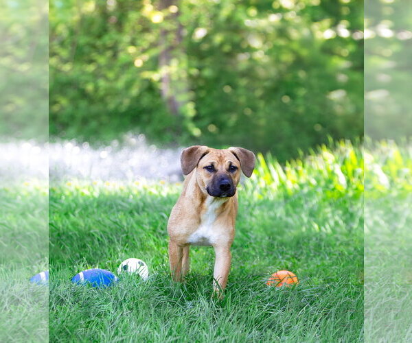 Medium Photo #3 Mutt Puppy For Sale in Unionville, PA, USA