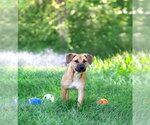Small #2 Mutt