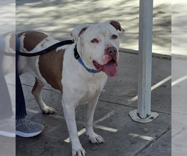 Medium Photo #2 Mutt Puppy For Sale in Las Vegas, NV, USA