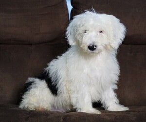 Poodle (Miniature)-Sheepadoodle Mix Puppy for sale in FREDERICKSBG, OH, USA