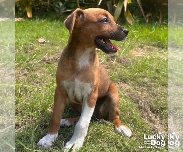 Medium Photo #2 Labrador Retriever-Unknown Mix Puppy For Sale in Washington, DC, USA