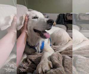 Cirilla - Female Great Pyrenees Dog for Adoption - Photo #3