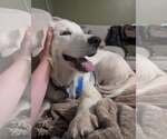 Small #2 Great Pyrenees