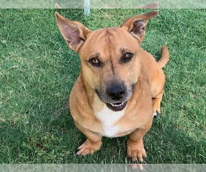 American Pit Bull Terrier-Basset Hound Mix Dogs for adoption in Temple, TX, USA
