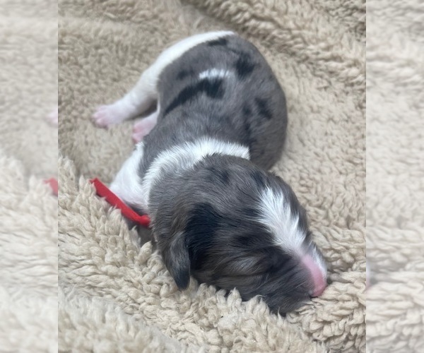 Medium Photo #1 Goldendoodle Puppy For Sale in PIERSON, FL, USA