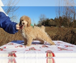 Poodle (Miniature) Puppy for sale in RIPLEY, TN, USA