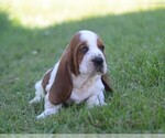 Puppy Sam Basset Hound