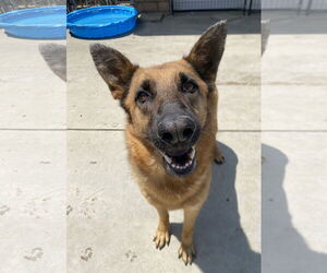 Skye - Female German Shepherd Dog-Unknown Mix Dog for Adoption - Photo #2