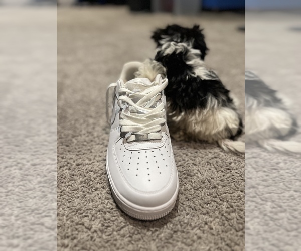 Medium Photo #18 Maltipoo Puppy For Sale in BRIDGEPORT, CT, USA