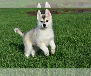 Siberian Husky Puppy for sale in FORT PLAIN, NY, USA