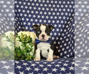 Boston Terrier Puppy for sale in RISING SUN, MD, USA
