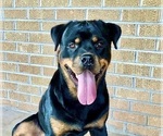 Small #28 Rottweiler
